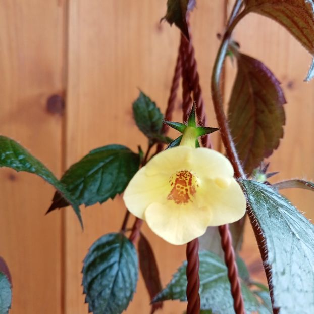 2024 - Yellow Beauty