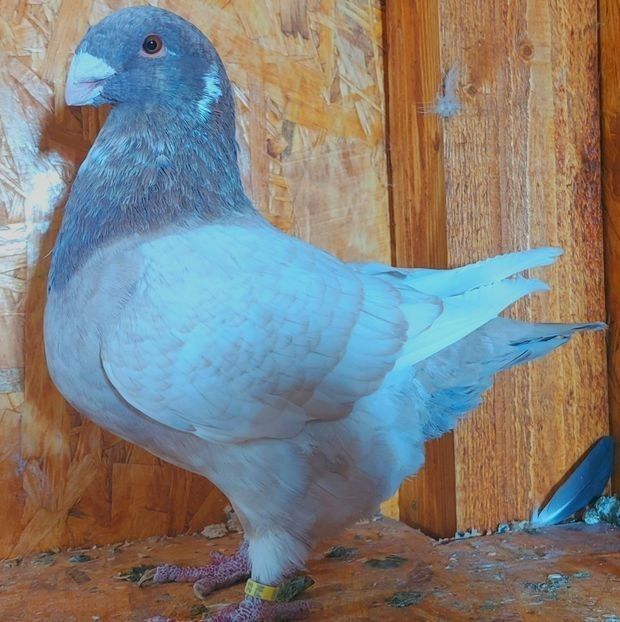  - 3---AGH DAȚI 2019 - 2025