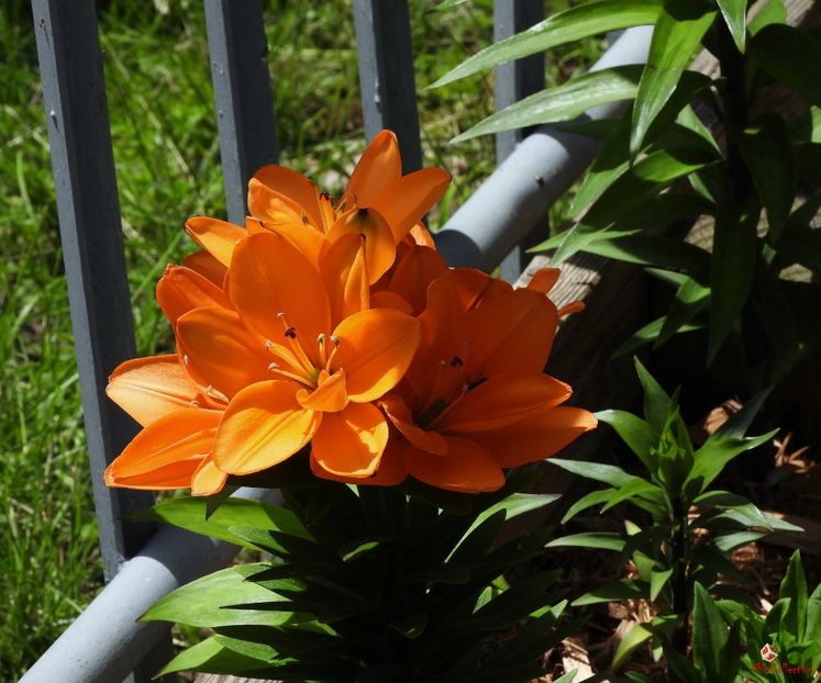 Spring time in Ottawa 6 - E - FLOWERS - Flori