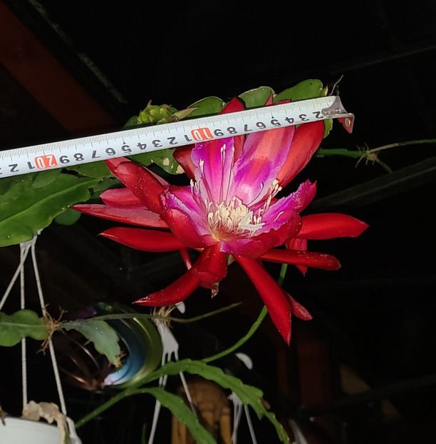 Madame du Laet - Epiphyllum hb Madame de Laet