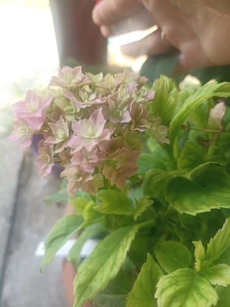 2024-hortensie sweet garden - Hortensii