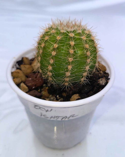 Echinopsis Ishtar - 1 Disponibil 2024