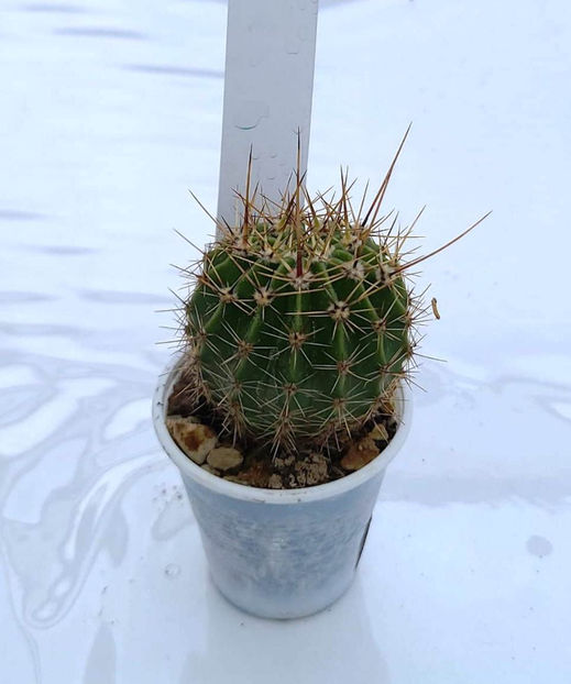 Echinopsis rhodotricha - 1 Disponibil 2024