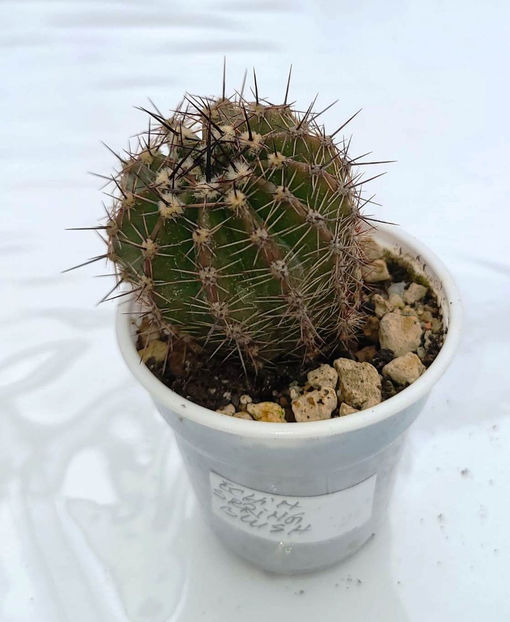 Echinopsis hb Spring Blush - 1 Disponibil 2024