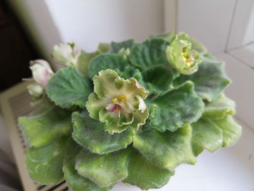  - Le Malachitovaja Rosa