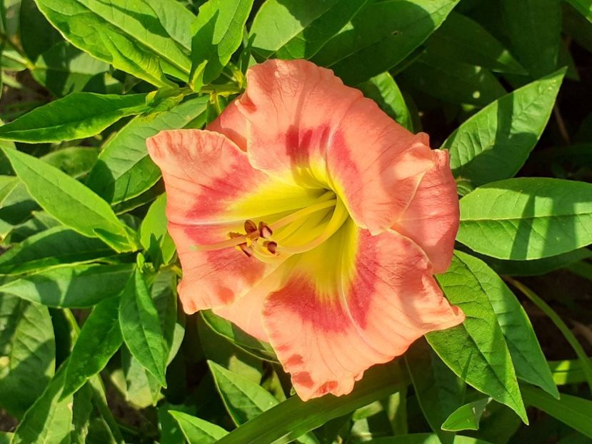  - 0001 HEMEROCALLIS - DELPHINUM