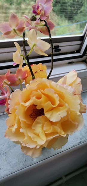  - 2024 flori în balcon