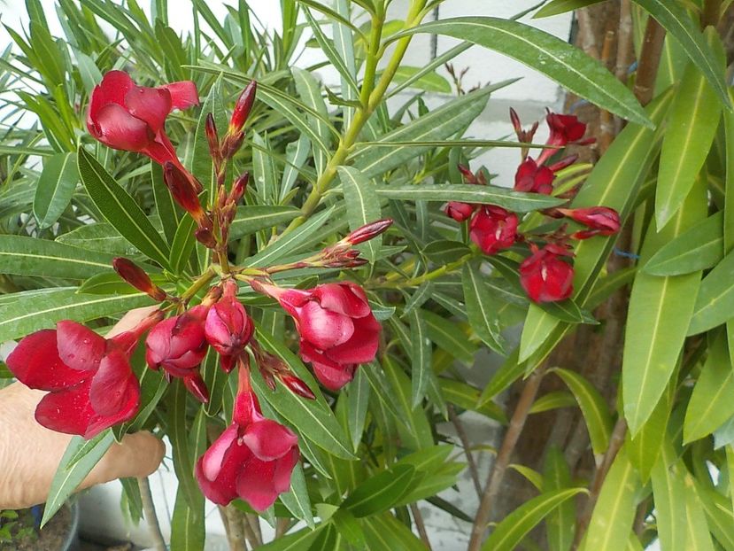  - barsonyos mely bordo- nr 2
