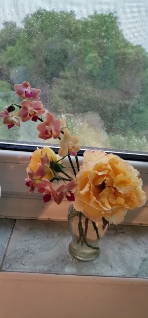  - 2024 flori în balcon