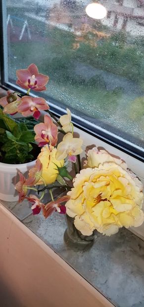  - 2024 flori în balcon