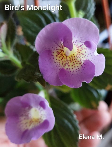  - 2024- Achimenes