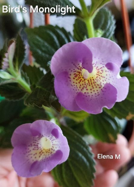  - 2024- Achimenes