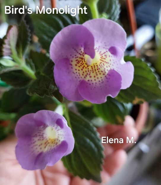  - 2024- Achimenes