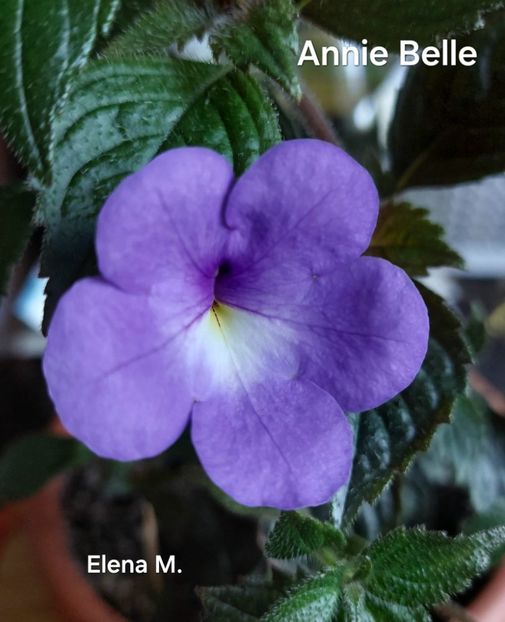  - 2024- Achimenes