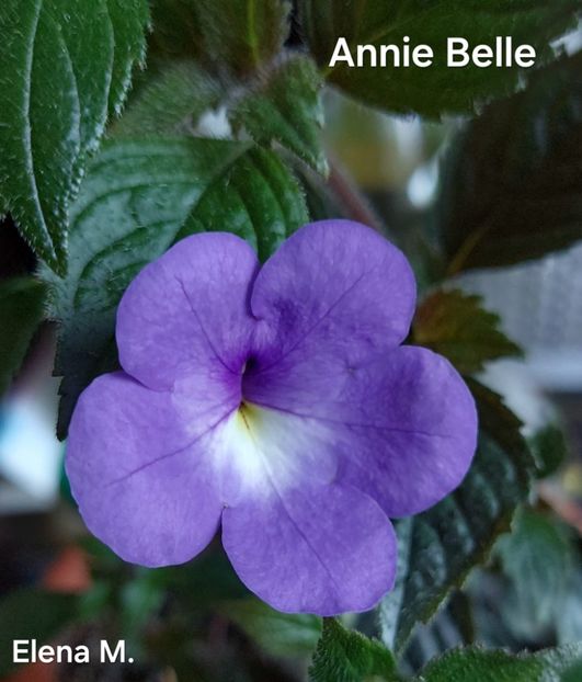  - 2024- Achimenes