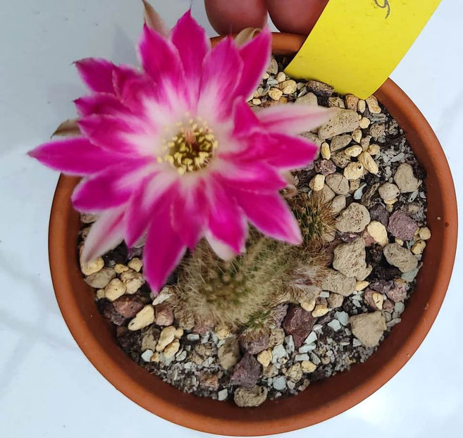 Chamaecereus Pan2019_077_005 - Chamaecereus Pan2019_077_005