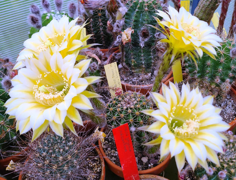 Echinopsis Icarus - Echinopsis hb Icarus
