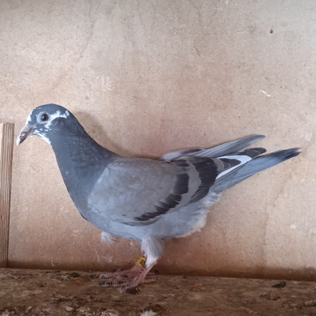 Pui 24-528 - Vânat list