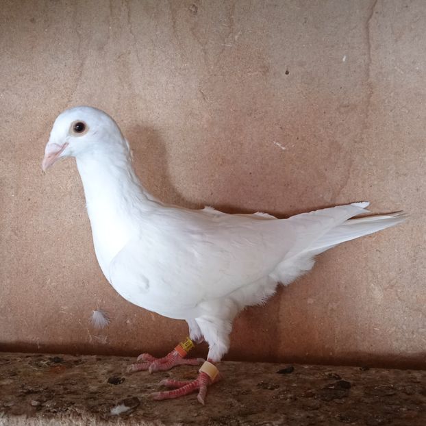 Pui  24-201 - Albi