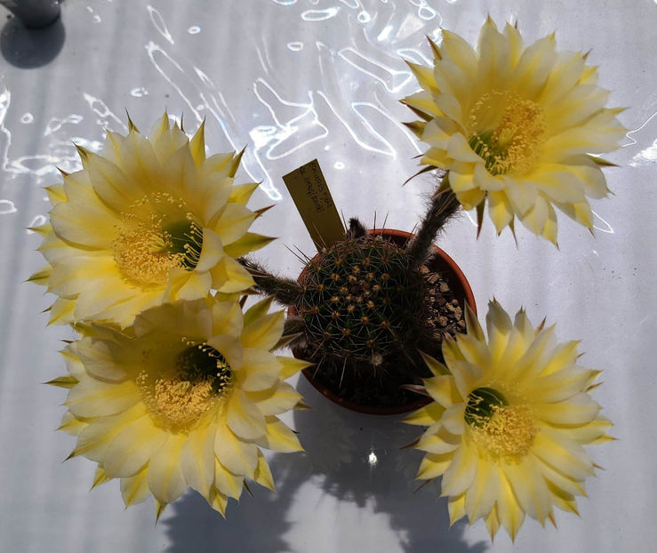 Echinopsis Icarus - Echinopsis hb Icarus