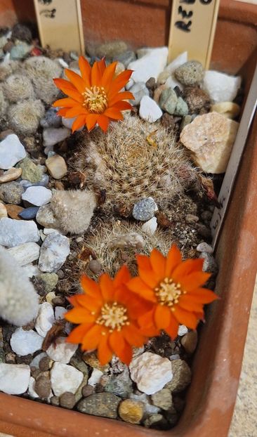  - Rebutia