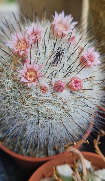  - Mammillaria