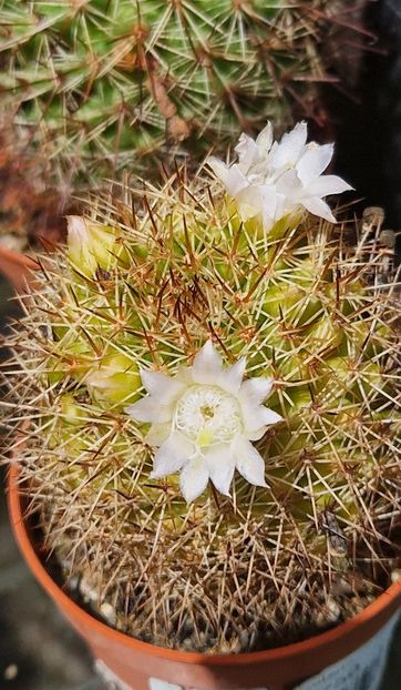  - Mammillaria