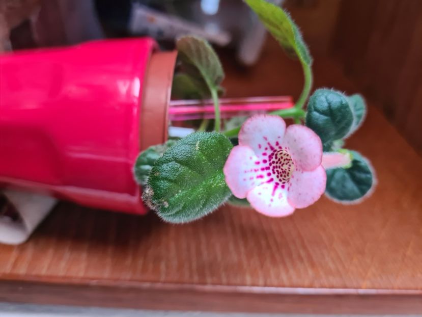  - Sim Sim Honey Peach