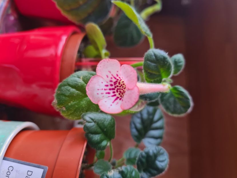  - Sim Sim Honey Peach