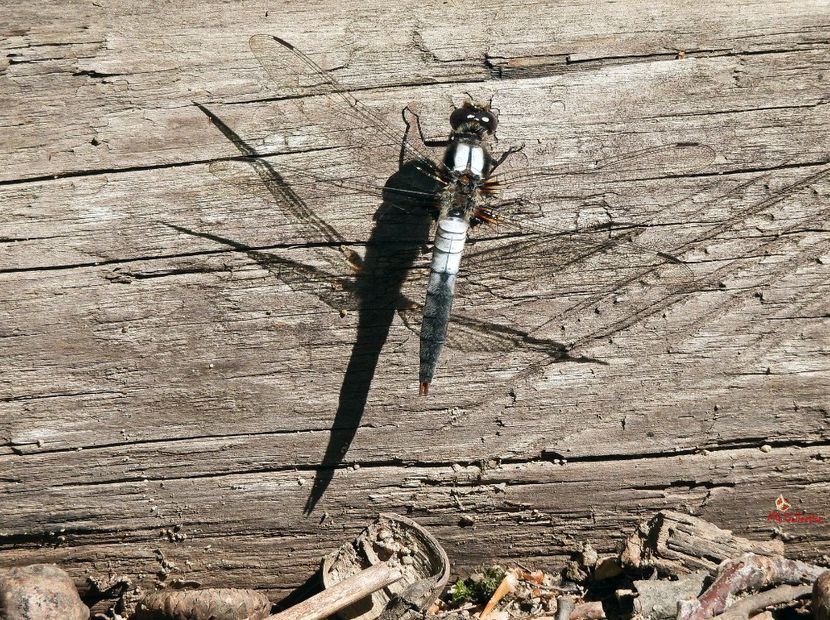 Dragon Fly - G - INSECTS