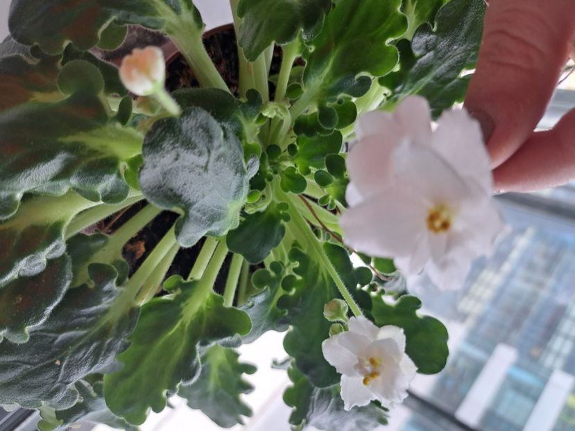  - Violeta noid alba frunze girl?