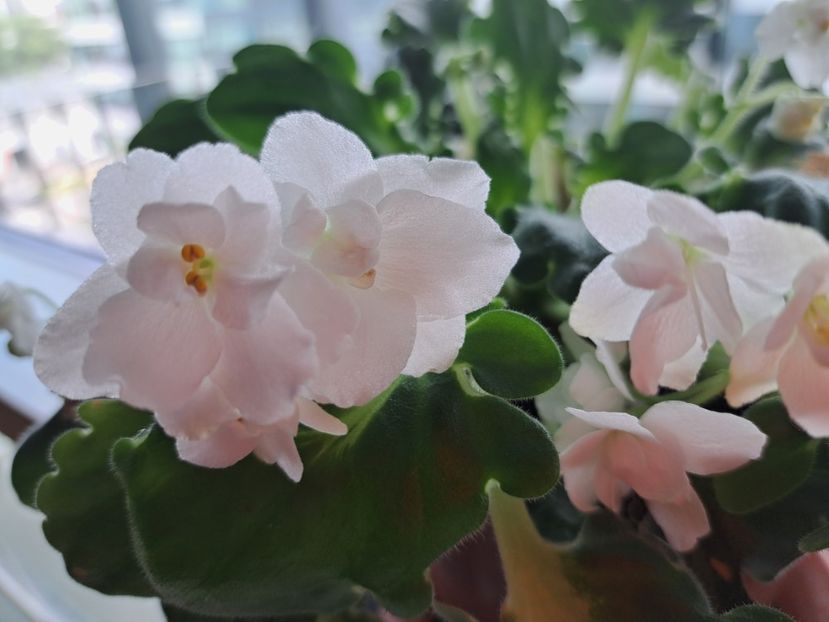  - Violeta noid alba frunze girl?