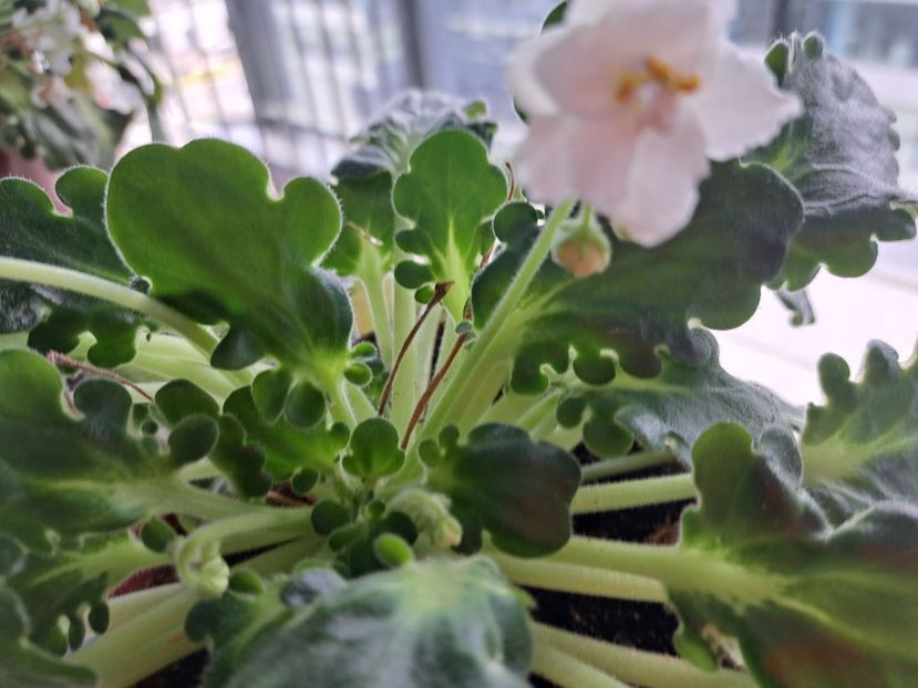  - Violeta noid alba frunze girl?