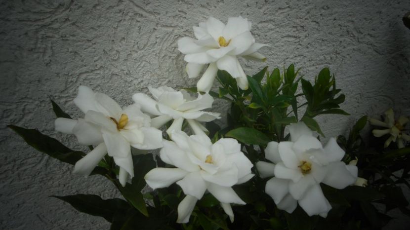 Gardenia jasminoides - 2024