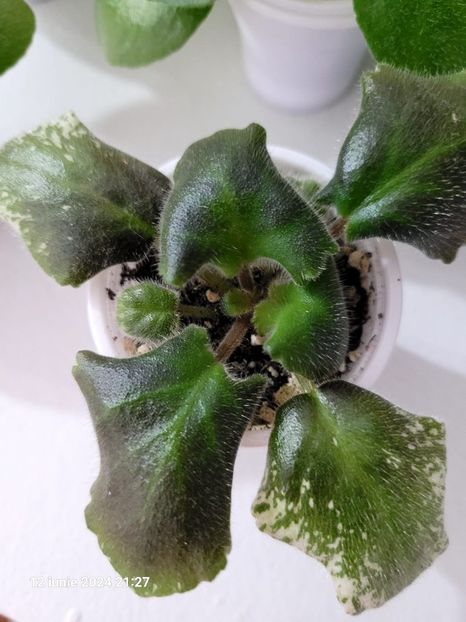 K Dangerous Desires 15 - 0 0 0 a disponibil iunie 2024