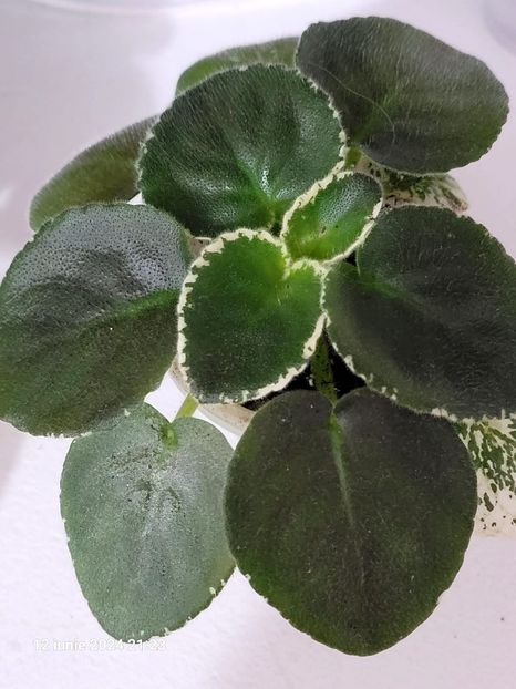 LE Margarita 20 rez - 0 0 0 a disponibil iunie 2024