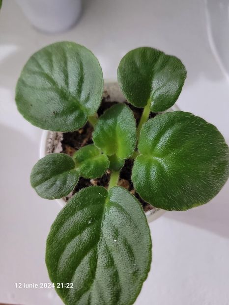 VAT-PRAZDNICHNYJ NARYAD PUGOVKI 15 lei rez - 0 0 0 a disponibil iunie 2024