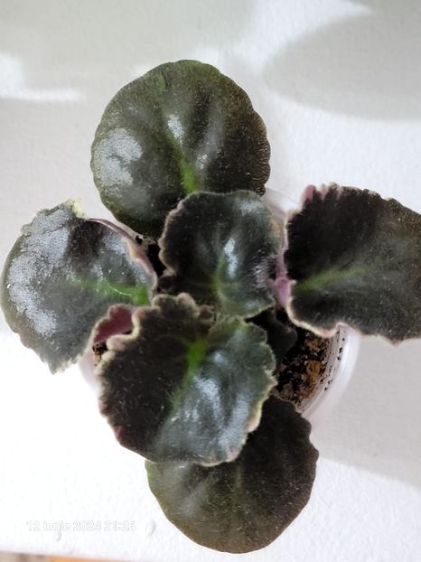 NK-Dekameron 15 - 0 0 0 a disponibil iunie 2024