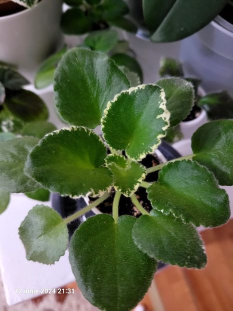 VaT Kholodnoe Serdts 20 rez. - 0 0 0 a disponibil iunie 2024