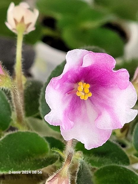 Alans White Feather Sport - 0 0 0 a disponibil iunie 2024