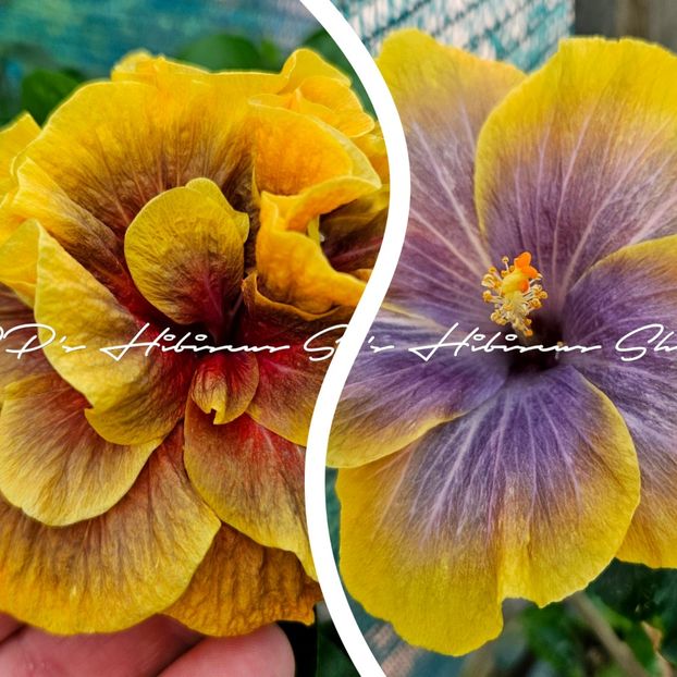  - 0 - 0 - 0 Magazin Online hibiscus