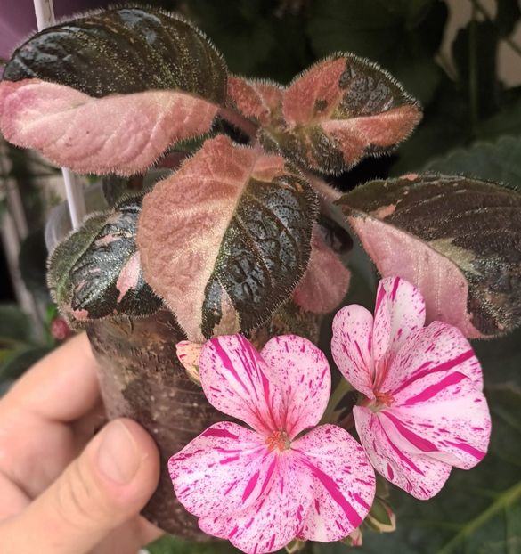 Cu o muscata - Ember Lace