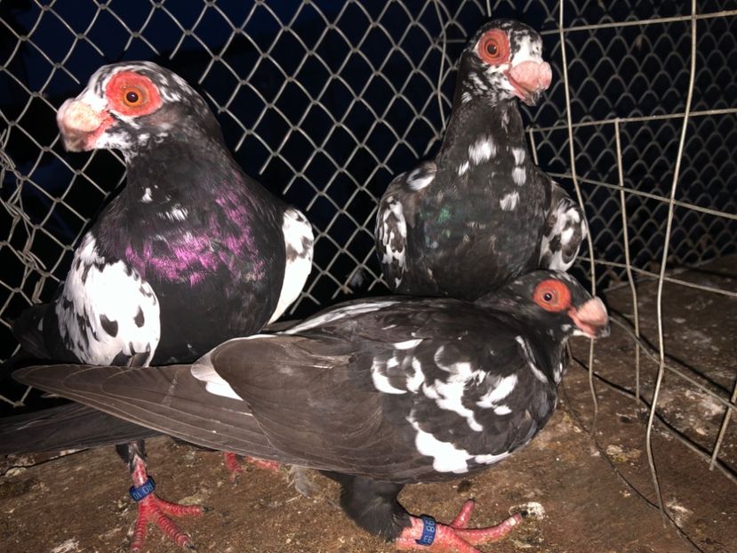 55DA5A67-FB3C-48BB-92B3-6A52C6DACDB2 - Tineret 2024