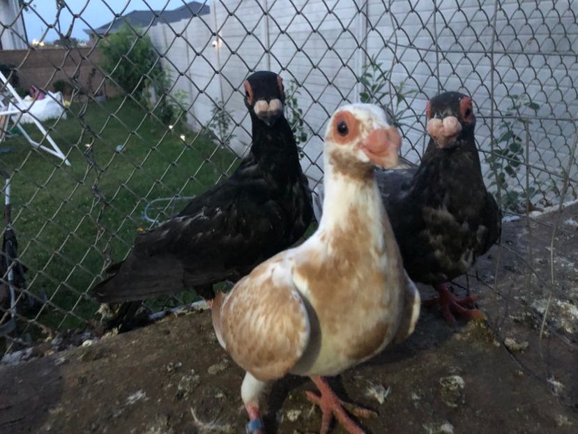 3B250BAC-7064-4F74-B049-5AA89DA5DCA0 - Tineret 2024