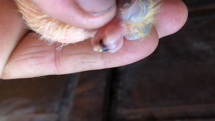 75D29D90-0F60-4CC6-B979-3C9C8B6F9AC0 - Tineret 2024