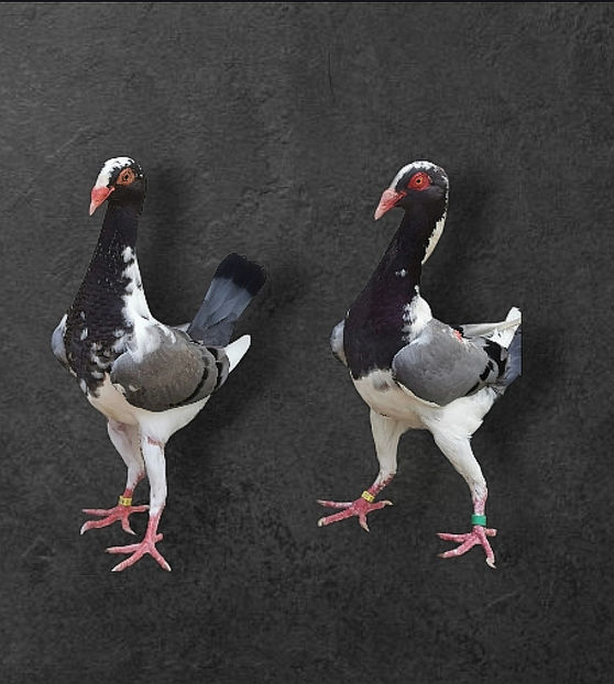 Screenshot_20240608_130152_edit_9174214400161 - Tyúktarka