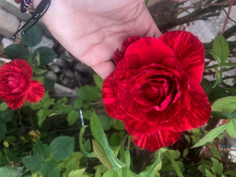  - Florile mele