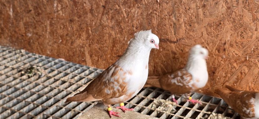  - Pestrit de Timisoara 2024