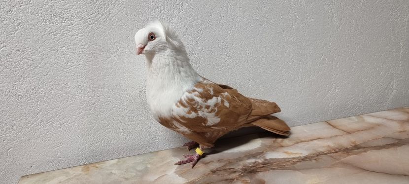  - Pestrit de Timisoara 2024