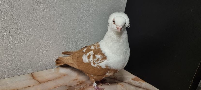  - Pestrit de Timisoara 2024